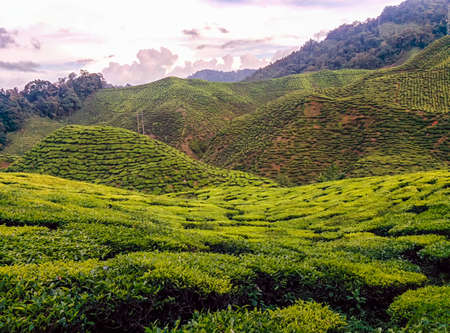 Tea Plantation in the Cameron Highlands Malaysiaの写真素材