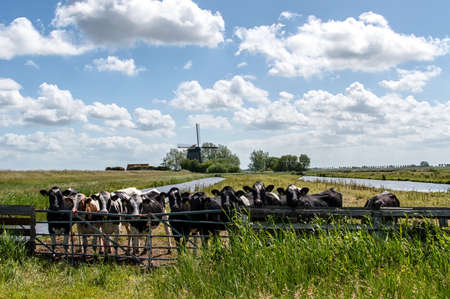 Curious cows behind a fence in a typical dutch landscapeの写真素材