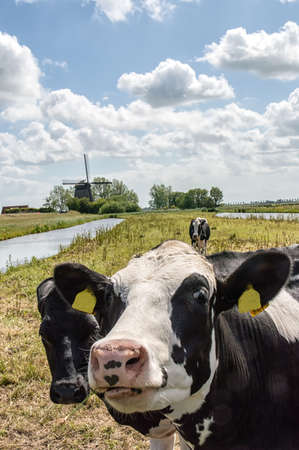 Dutch cow in the meadow with traditional windmill in the backgroundの写真素材