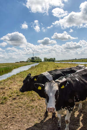 Dutch cow in the meadow with traditional windmill in the backgroundの写真素材