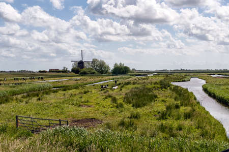 Typical Dutch Landscape with farm animals and windmillの写真素材