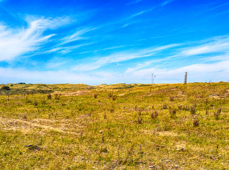 Meadow in a dune area of Netherlandsの写真素材