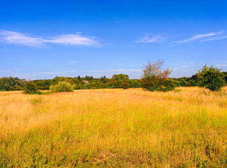 Meadow in a dune area of Netherlandsの写真素材