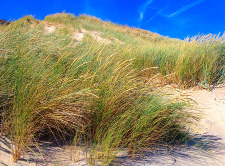 Dune Grass in the Netherlandsの写真素材