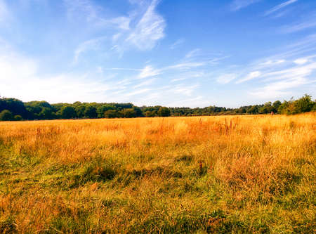 Meadow in a dune area of Netherlandsの写真素材