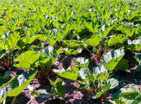 A field of rhubarb on a sunny dayの写真素材
