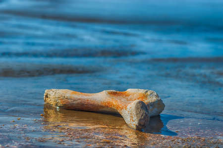 Turtle Bone washed upon the shore of Surinameの写真素材