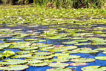 A lagoon with water lily pads in the Matapica Swamps, Suriname, South Americaの写真素材