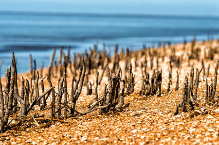 Specialized aerial roots of a mangrove trees.の写真素材