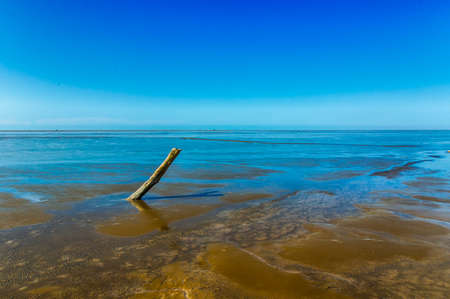 Dead tree part on coast with clear blue skyの写真素材
