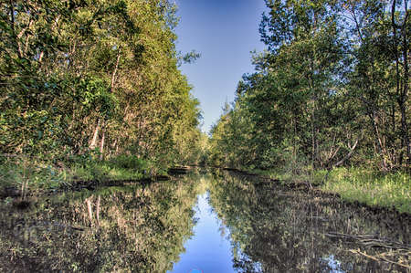 Matapica Swamps in Suriname,South America