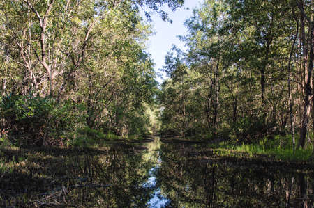 Matapica Swamps in Suriname,South America