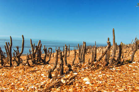 Specialized aerial roots of a mangrove trees.の写真素材
