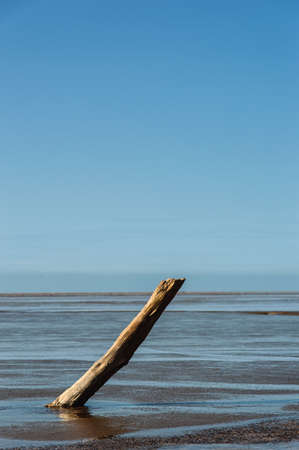 Dead tree part on coast with clear blue skyの写真素材