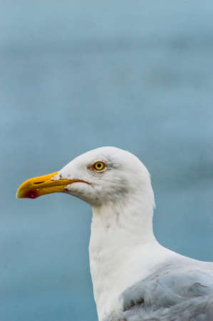 Animal portrait - close up and detailed view of a seagullの写真素材