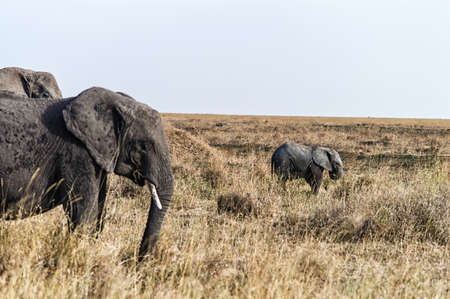 An Elephant at Ngorongoro Crater Conservation Area, Tanzaniaの写真素材