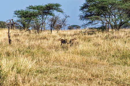 A Cheetah on the Serengetiの写真素材