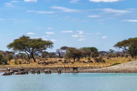 White Bearded Wildebeest on the great migration drinking water from a stream in the Ndutu area of the Ngorongoro Conservation area in Tanzania.の写真素材