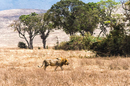 A lone male lion walking proud in the Ngorongoro Craterの写真素材