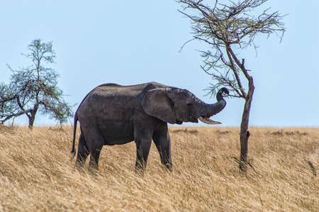 African Elephant at Serengeti National Park, Tanzaniaの写真素材