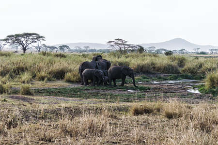 The herd of elephants in Ngorogoro Nature Reserve, Tanzaniaの写真素材