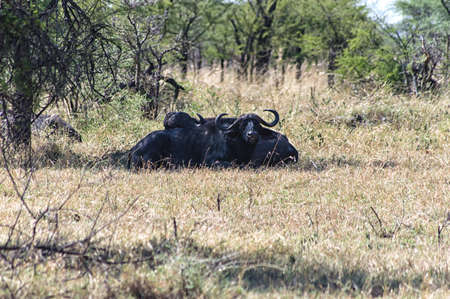 group of cape Buffalos in Tanzaniaの写真素材
