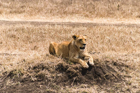 Lioness resting at Ngorogoro Nature Reserve, Tanzaniaの写真素材