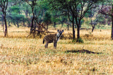 spotted Hyena in its natural surroundingsの写真素材