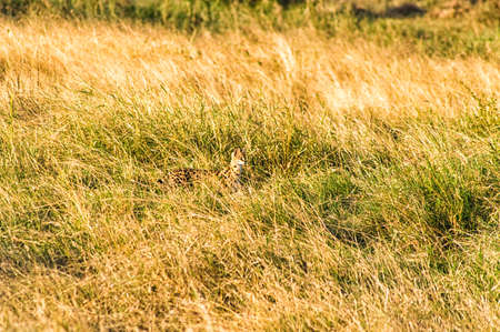A Bobcat hidden in the grass in the Serengeti national park Tanzania, Africaの写真素材