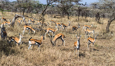 A Herd of female impalaの写真素材