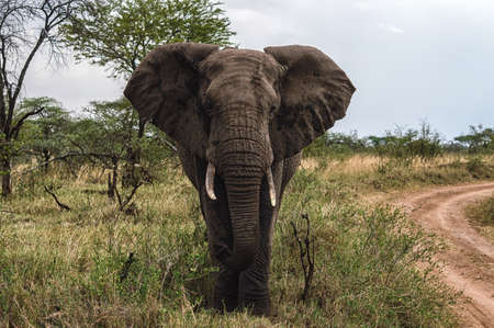 African Elephant at Serengeti National Park,Tanzaniaの写真素材