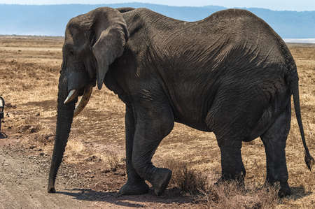 African Elephant at Serengeti National Park, Tanzaniaの写真素材