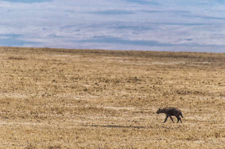 A lone Spotted hyena (Crocuta crocuta) walkingの写真素材