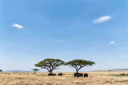 Acacia tree on Serengeti Plain, Tanzania with herd of elephant