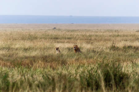 Lion couple resting on a beautiful grass field. Photo taken at Ngorongoro Crater, Tanzania, Africa.の写真素材