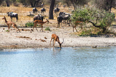 An impala, Aepyceros melampus, ram drinking at a waterhole in the Serengeti, Tanzaniaの写真素材