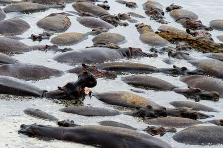 Pool with hippos,Serengeti national park,Tanzania