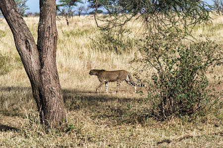 A Cheetah on the Serengetiの写真素材