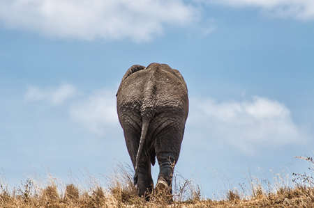Taken At Serengeti National Park, Tanzaniaの写真素材