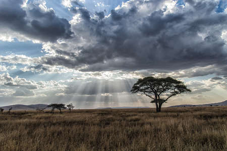 Africa, Tanzania Serengeti National Park sunsetの写真素材