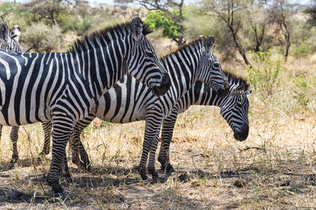 Zebras at Serengeti National Park, Tanzaniaの写真素材