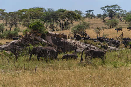 Great panorama of the Serengeti national park,with lions,elephants and trekking buffaloの写真素材