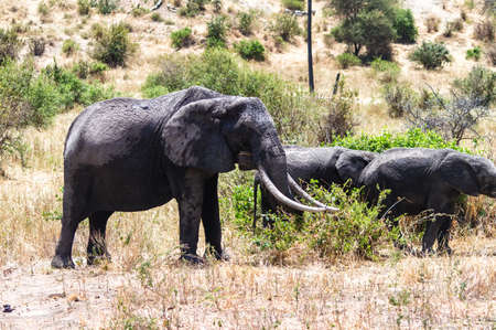 African Elephant walking at Serengeti National Park, Tanzaniaの写真素材