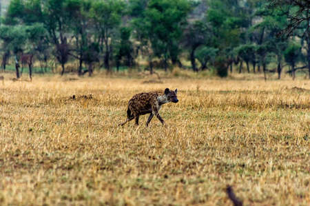 spotted Hyena in its natural surroundingsの写真素材