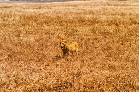 A female lioness in the tall grass of the Ngorongoro Crater, Tanzania.の写真素材