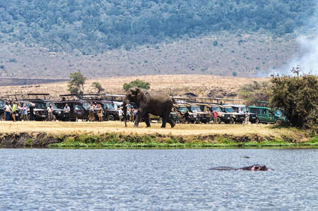 Tourist on safari taking pictures of Elephant passing by at the Serengeti National Park, Tanzaniaの写真素材