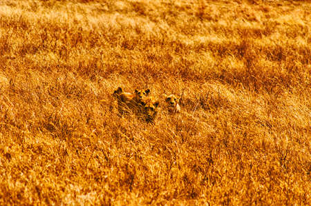 Lionesses resting and looking into the camera, Ngorogoro Nature Reserve, Tanzaniaの写真素材