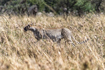 Cheetah at Serengeti National PArk, Tanzaniaの写真素材