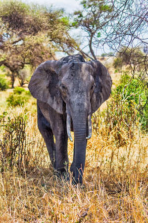 African Elephant walking at Serengeti National Park, Tanzaniaの写真素材