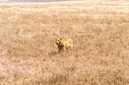 A female lioness in the tall grass of the Ngorongoro Crater, Tanzania.の写真素材